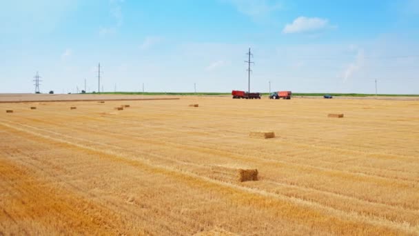 収穫シーズンの小麦農場での農業活動 マウドフィールドに残されたバレルに詰められた乾燥したわら — ストック動画