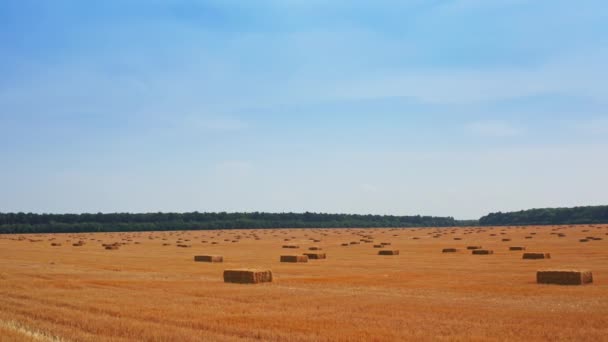 作物を採取した後 刈られた小麦畑 農家が残した干し草は 農園の周りにあります ブルースカイバックドロップ — ストック動画