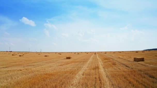 Fantastyczny Krajobraz Ciętego Pola Rolniczego Belami Siana Lewo Nim Nagranie — Wideo stockowe