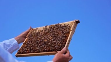 Erkek ellerinde çalışan arılarla kaplı bal çerçevesi. Güzel mavi gökyüzünün arkaplanındaki bal petekleri çerçevede. Düşük açı görünümü.