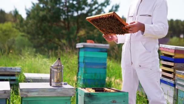 Άνθρωπος Κρατάει Ένα Πλαίσιο Κολλημένο Την Οικογένεια Των Μελισσών Στα — Αρχείο Βίντεο