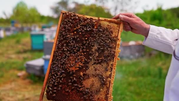 Męskie Ręce Obracają Ramę Ciemnymi Plastrami Miodu Rodzina Pszczół Przykrywająca — Wideo stockowe