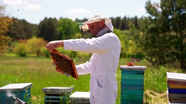 Imker Weißem Overall Betrachtet Den Honigrahmen Sorgfältig Seitenansicht Sommertag Naturkulisse — Stockvideo