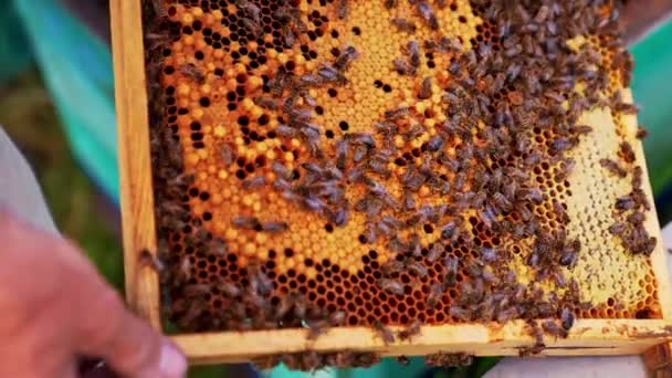 Sötét Méhsejt Keret Lezárt Méhlárvákkal Dolgozó Méhek Átmásznak Viaszsejteken Ember — Stock videók