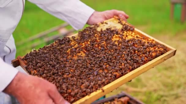 Obrovská Včelí Kolonie Těsně Pokrývající Povrch Voskového Rámu Pracovní Včely — Stock video