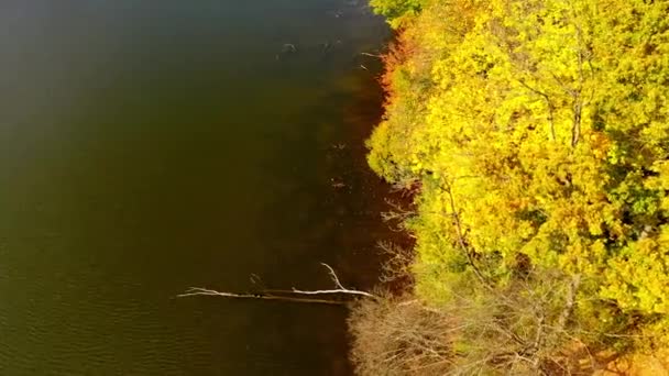 Bela Floresta Outono Que Reflete Águas Escuras Rio Brilhante Dia — Vídeo de Stock
