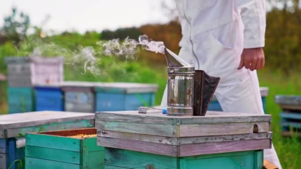 Sűrű Füst Kaptáron Elhelyezett Dohányostól Származik Méhész Ellenőrzi Farmját Homályos — Stock videók