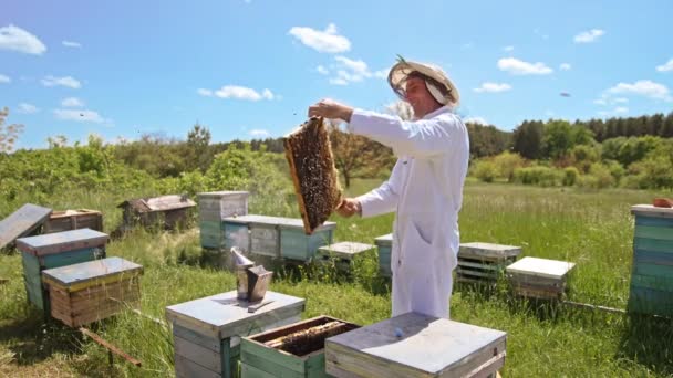 快乐的算命师对整个框架和笑容感到满意 在美丽的天气背景下 成年养蜂人在自家的农场里审查蜂蜜收获情况 — 图库视频影像