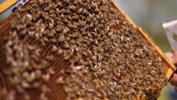 Dark Honeycomb Wax Frame Bee Colony Crawling Half Sealed Frame — Stock Video