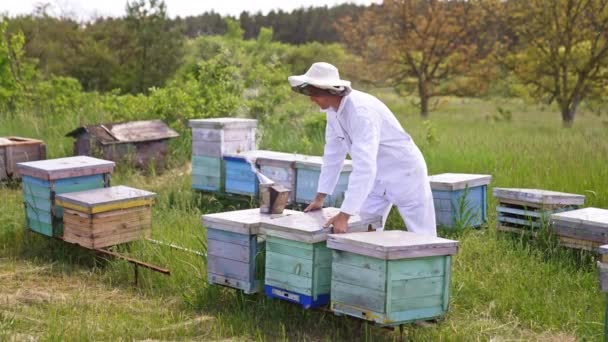 Апиарист Белой Одежде Проверяет Пчелиные Ульи Ферме Человек Шляпе Открывает — стоковое видео