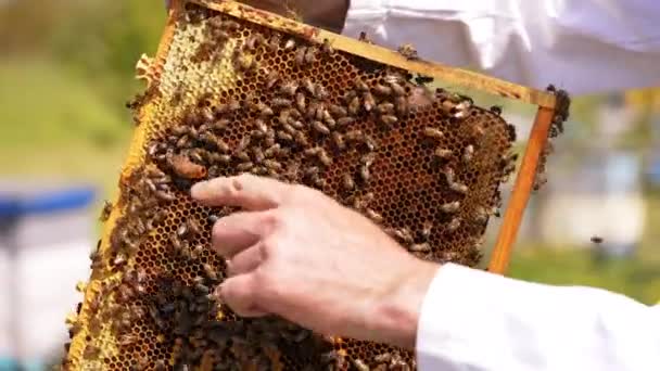 ダークハニカムフレームを保持しているビー農家 ベアハンドでワックスに触れ 蜂の女王の場所を示しています クローズアップ — ストック動画