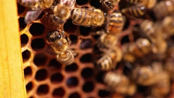 Medový Hmyz Ventilující Svými Malými Křídly Včely Dělnice Přesouvají Jedné — Stock video