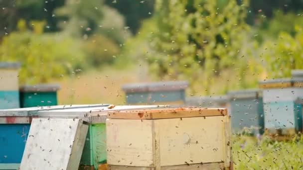 Arı Kovanlarını Açan Çok Sayıda Arı Var Havada Uçuşan Kızgın — Stok video