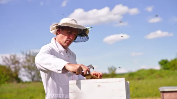 Komoly Fókuszált Ember Vesz Méz Keret Hogy Ellenőrizze Méhek Röpködnek — Stock videók