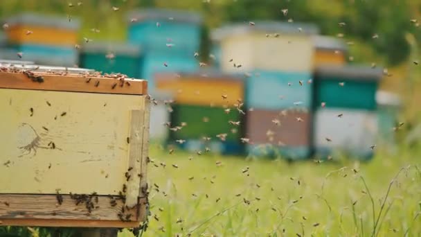 被蚜虫干扰的多个蜂群检查完毕 蜂蜜昆虫回到它们的家 背景中模糊的4月 — 图库视频影像