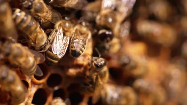 Трудолюбивые Трудолюбивые Пчелы Двигаются Остановок Вокруг Восковых Клеток Полосатые Медовые — стоковое видео