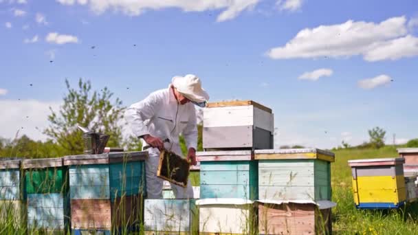 蚜虫学家把被蜜蜂覆盖的框架从蜂窝里拖出来 男农场主在他的农场里仔细检查蜂窝 蜜蜂成群结队地四处奔走 — 图库视频影像