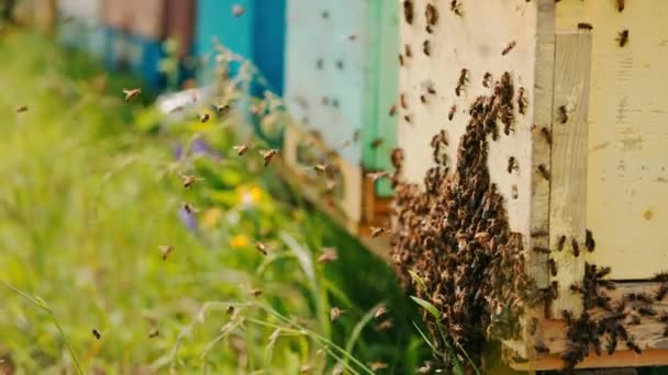Arı Kovanına Arı Damızlığı Yerleştirmiş Kovanın Etrafında Bir Sürü Arı — Stok video