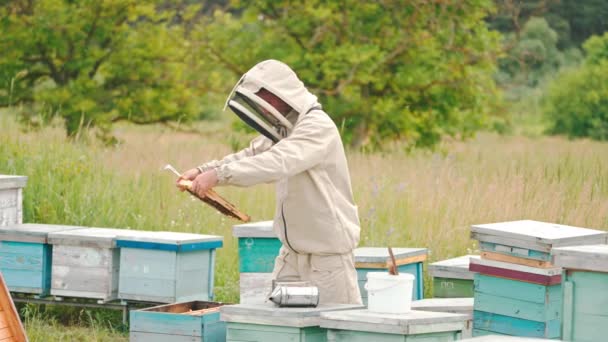 Arı Yetiştiricisi Özel Giysiler Şapkayla Arı Kovanlarını Kontrol Eder Yeşil — Stok video