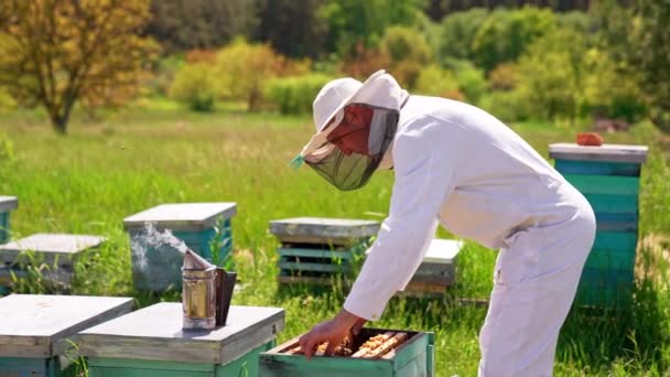 Dospělý Včelař Bílém Oblečení Ochranném Klobouku Zvedne Medový Rám Apiarist — Stock video