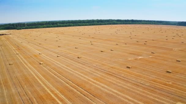 その上に干し草のパックが付いているストライプリーのマウジングされた小麦畑 巨大な農地を飛行するドローン 緑の木と青い空の背景 — ストック動画