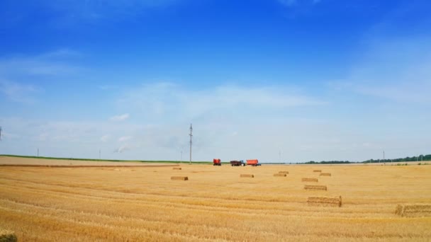 その上に干し草で小麦のプランテーションを切ってください 背景にフィールドに立っている農業機械 ブルースカイの背景 — ストック動画