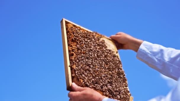 Honing Frame Achtergrond Van Contrasterende Blauwe Luchten Hand Van Imker — Stockvideo