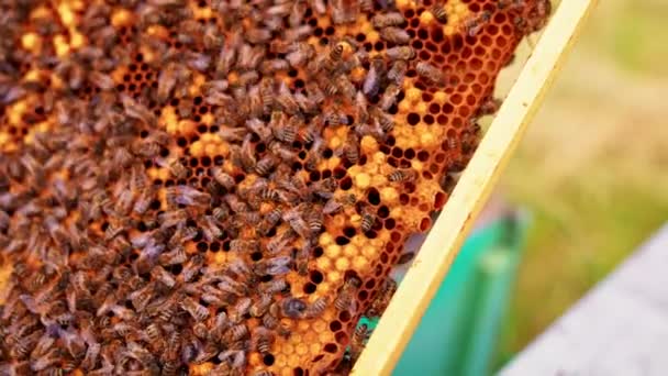 蜂虫蜂拥而至的琥珀蜡框架 许多工蜂在蜂后细胞上覆盖着蜂蜜细胞和蚜虫的指尖 靠近点 — 图库视频影像