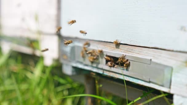 Méhkas Bejárata Körül Szorgalmas Méhek Gyűltek Össze Csíkos Rovarok Jönnek — Stock videók