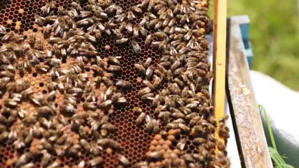 ワックスフレームの上を歩く忙しい働く蜂 男性は昆虫に触れる クローズアップ — ストック動画