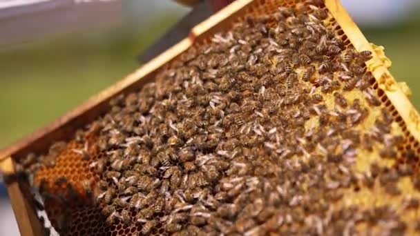 许多蜜蜂覆盖了蜡架的表面 漂亮的工作昆虫在蜂蜜细胞上漫步 靠近点 — 图库视频影像