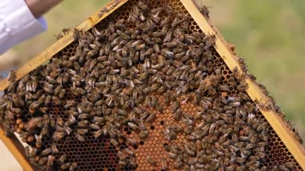 Mannelijke Hand Neemt Bij Weg Van Een Honing Frame Talrijke — Stockvideo