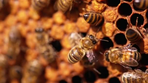 Hermosos Insectos Miel Trabajo Las Abejas Arrastran Dentro Las Celdas — Vídeo de stock
