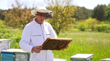 Apiculturist, arı sürüsüyle kaplanmış çerçeveye bakar. Koruyucu giysili bir adam çerçevelerini endişeyle inceliyor. Yaz doğa arka planı.