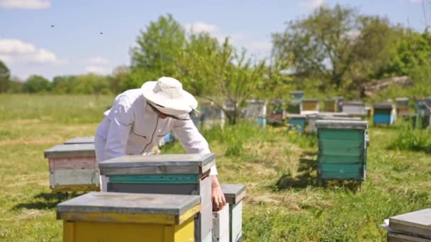 緑の村の庭にある小さなミツバチ農場 ハチミツからハチミツのフレームを拾う男性のアペルニスト ミツバチが飛んでいる — ストック動画