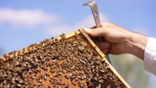 雄蜂赤手空拳摸着画框上的蜜蜂 蜂群覆盖在蜡框架表面 蓝天背景 — 图库视频影像