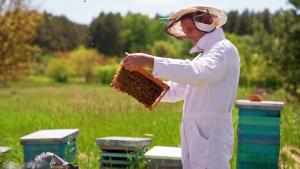 Felnőtt Méhész Figyelmesen Nézi Kezében Lévő Keretet Kommentálja Amit Lát — Stock videók