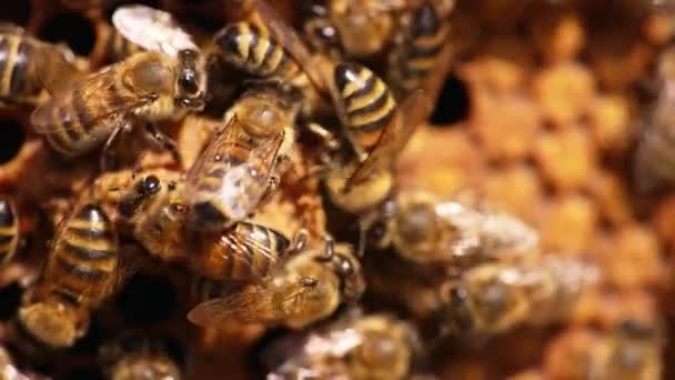 Ocupadas Abejas Trabajadoras Moviéndose Rápidamente Sobre Marco Macro Insectos Miel — Vídeos de Stock