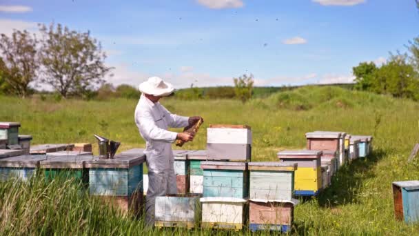 Ruhige Männliche Imker Betrachten Den Rahmen Gründlich Mehrere Bienen Fliegen — Stockvideo