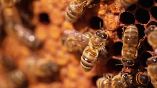 工蜂坐在框架上 迅速摆动着透明的小翅膀 蜂蜜昆虫在工作 靠近点模糊的背景 — 图库视频影像