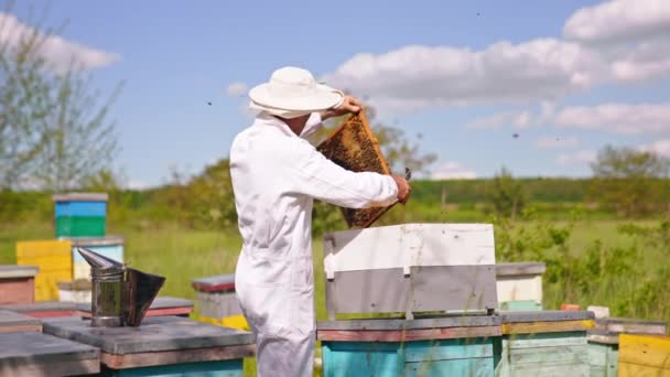 Imker Hält Ein Braunes Gestell Das Mit Bienen Überzogen Ist — Stockvideo