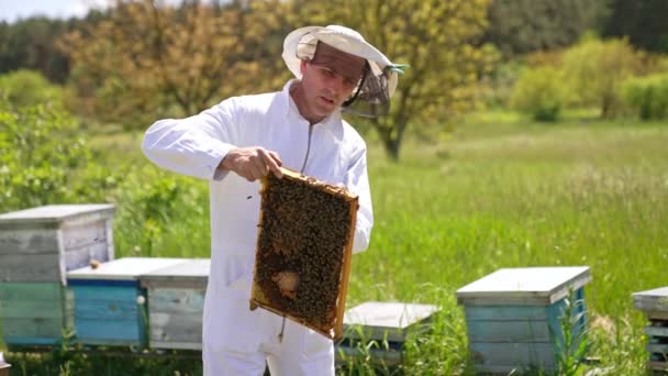 Honey Frame Coated Bee Brood Hands Beekeeper Apiculturist Holding Wax — Stock Video