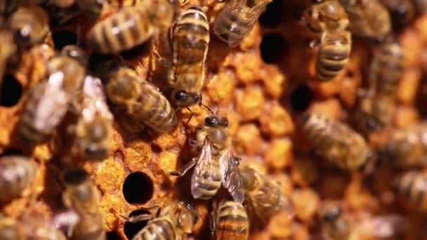 Stripy Insecten Lopen Het Frame Met Verzegelde Cellen Drukke Bijen — Stockvideo