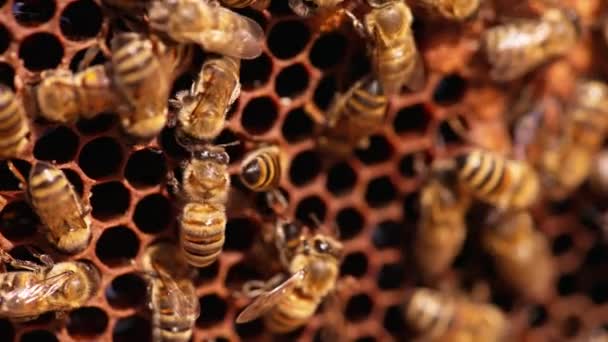 太陽の下で輝く美しい蜂蜜 働く昆虫はワックス細胞の上を這い それらの内側に登ります クローズアップ — ストック動画