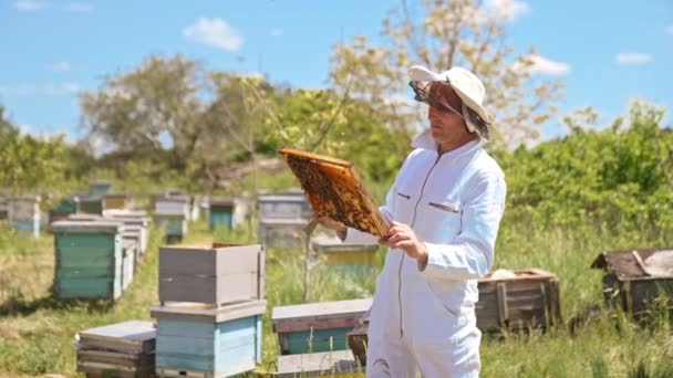 阳光明媚的日子里 身穿白色衣服的养蜂人正在检查蜜蜂 养蜂人拿着一个框架和一个金属仪器 无数蜜蜂飞来飞去 — 图库视频影像