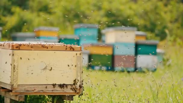 Boze Bijen Komen Terug Naar Hun Korven Honinginsecten Kruipen Houten — Stockvideo