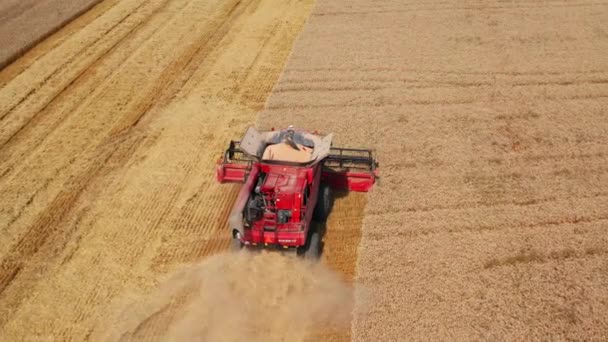完全な赤いハーベスターは小麦をカットし ほこりと干し草の雲を作り出します 晴れた夏の日に穀物を収穫する 上からの眺め — ストック動画