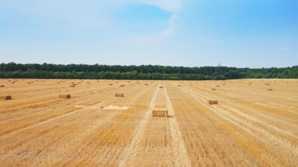 左の干し草が付いている切られた小麦の乾燥した分野 穀物収穫シーズン後の農地のドローン映像 — ストック動画