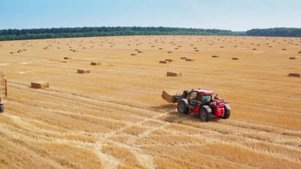 Mały Ładowacz Podnosi Belę Siana Zabiera Traktora Liczne Plantacje Rolne — Wideo stockowe