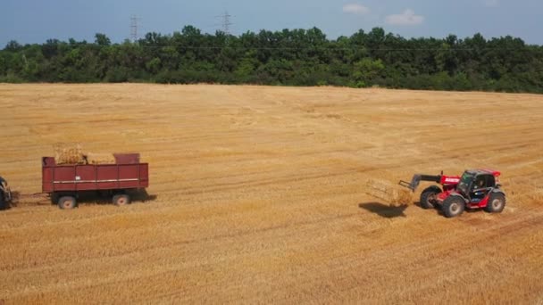 トラクターはフィールドを通り 次にヘイベールを運ぶローダーが続きます 小麦の穀物を収穫した後にわらを選ぶ農業技術 — ストック動画